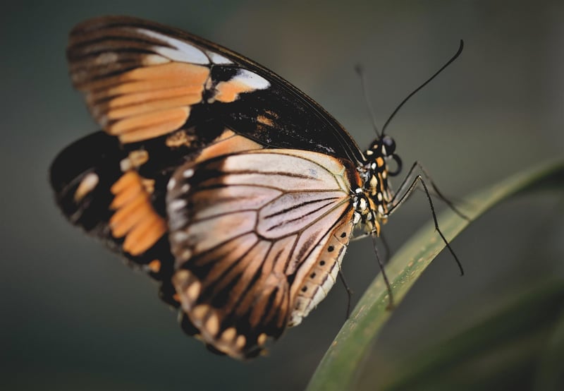 Butterfly Effect Risks